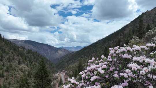 西藏高山杜鹃