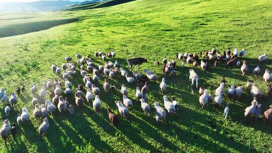 新疆伊犁大草原羊群