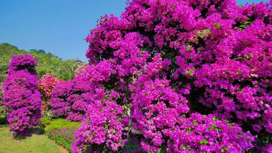 南宁青秀山三角梅花园叶子花