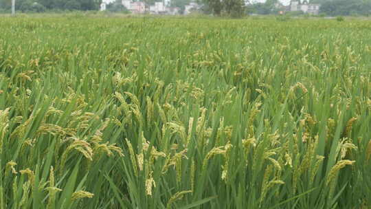农村田野水稻穗五常大米粮食视频素材模板下载