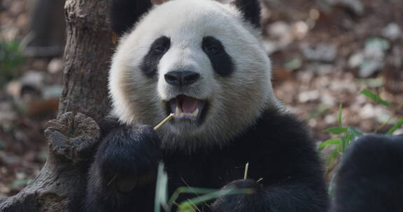 一只大熊猫在吃竹子