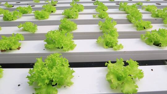水培蔬菜  温室大棚  现代化农业视频素材模板下载