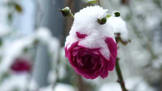 冬天大雪中花瓣上积雪的玫瑰花特写