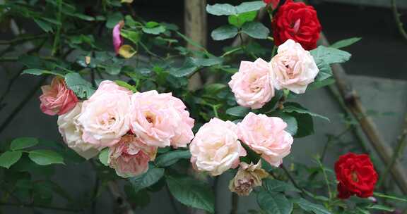 小区院墙盛开的蔷薇花