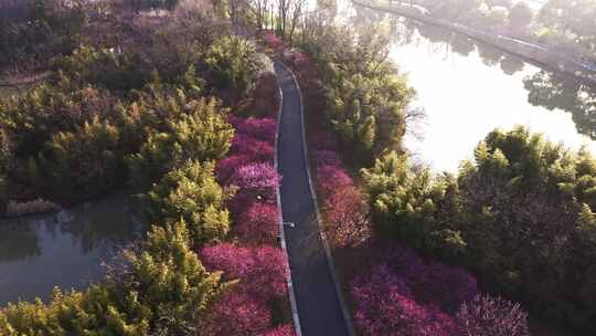 杭州西溪湿地春天公园小路 航拍梅花美景