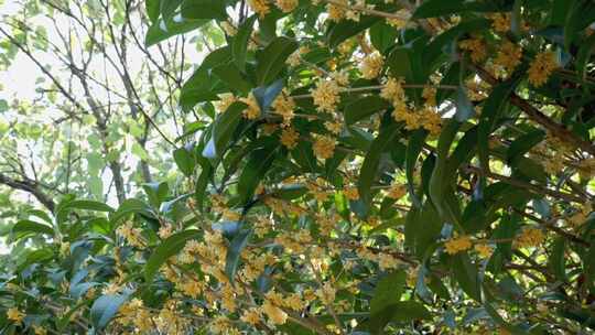 盛开的桂花枝叶特写