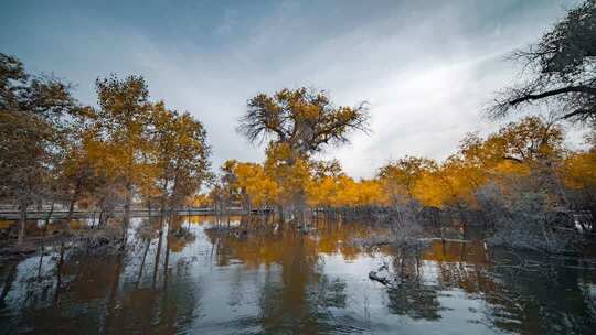 额济纳胡杨林小火车内蒙古风景秋天胡杨