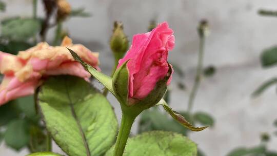 雨中唯美月季花花蕾