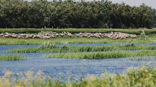 沈阳城市郊区夏季蓝天青草河流牛羊风光