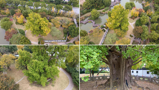 秋季银杏树 古树公园风光高清在线视频素材下载