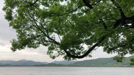 延时拍摄西湖边的树和游船