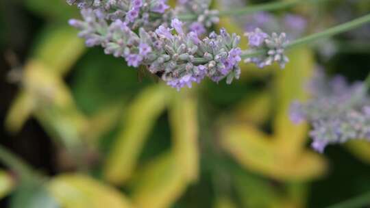 蜜蜂在紫色花朵上采蜜