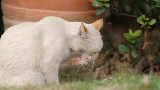 一只白色的猫咪在舔爪子视频素材模板下载