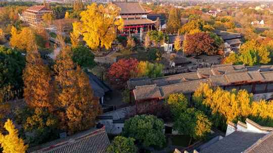 浙江嘉兴梅花洲石佛寺千年银杏航拍