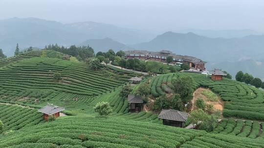 旅游时去广西的柳州三江仙人山布央茶山采茶