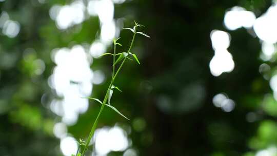 树林中的藤曼绿植实拍