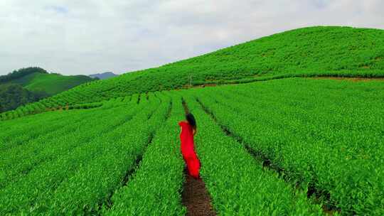 中国茶 茗茶 最美茶园 茶山 茶叶 茶文化