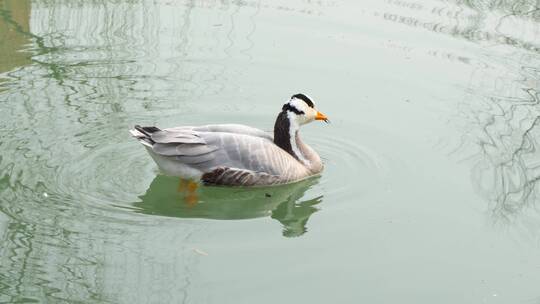 鸭子在水中觅食吃东西