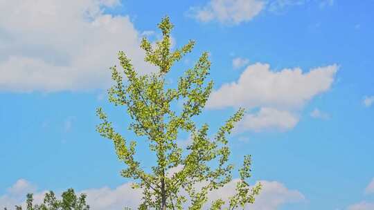 春天蓝天白云下的树木生长新芽