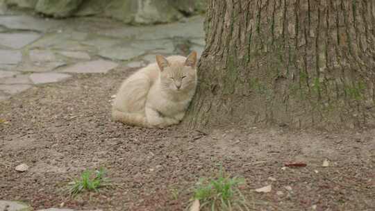 猫咪 流浪猫宠物公园秋天夏天春天树林