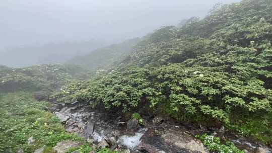 海拔四千米的苍山杜鹃花和流水视频素材模板下载
