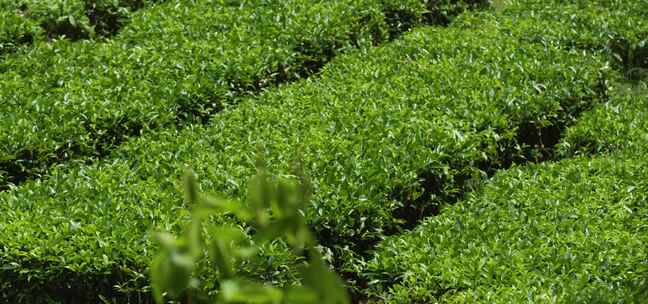 茶叶 宣传片 生态