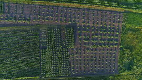 空中俯视图农业花园视频素材模板下载