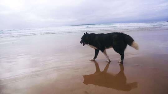 狗，海滩，沙滩，海洋