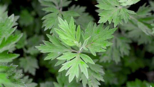 艾草微距特写