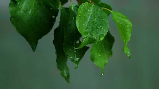 雨滴雨水下雨树叶植物