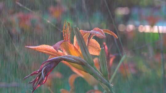 小雨中的萱草花