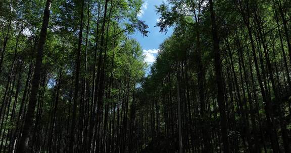 树林 原始森林 生态 大自然 天然氧吧