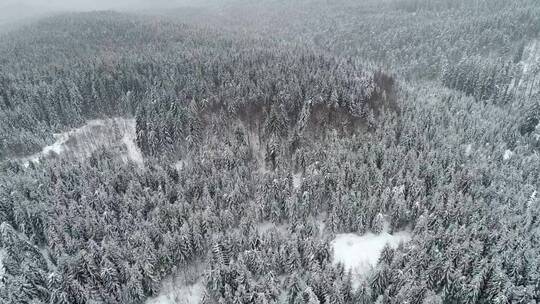 白雪皑皑的松树