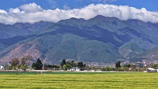 云南大理古镇苍山麦田航拍