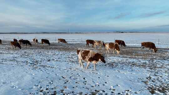航拍呼伦贝尔冬季草原牛群-147