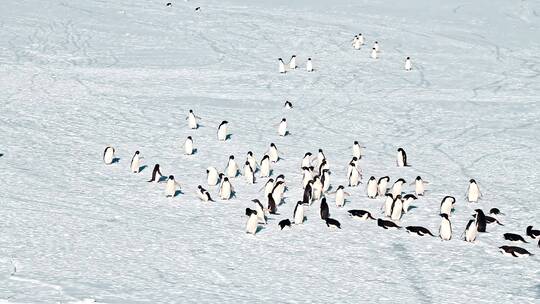 企鹅在冰川上晒太阳视频素材模板下载