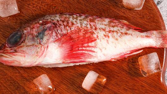 红石斑鱼 海鲜