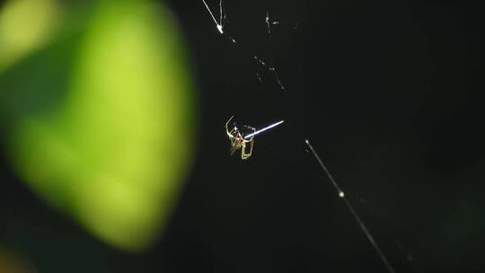 蜘蛛狩猎织网