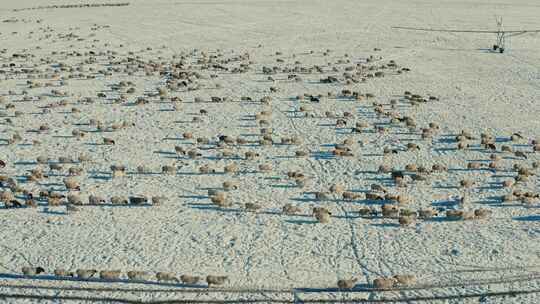 航拍牧民在雪中的草原上放羊整齐排列的羊群