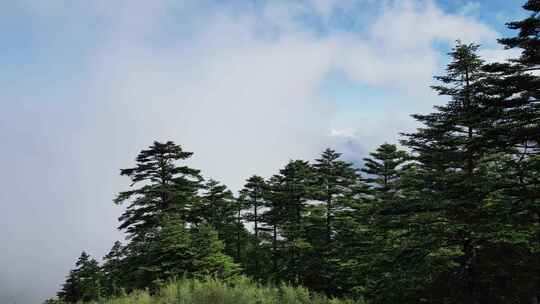 航拍湖北神农架神农顶景区自然风光