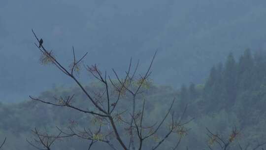 春天李花，竹林烟雨