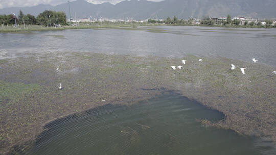 云南大理湿地鸟类17