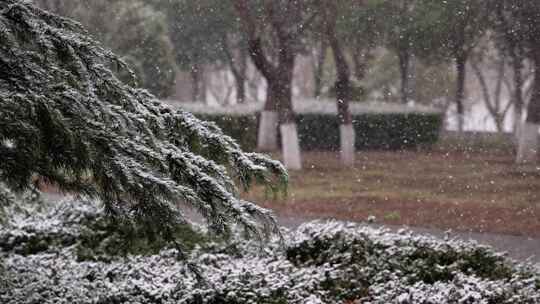 寒冷冬季公园松树雪花大雪空境升格