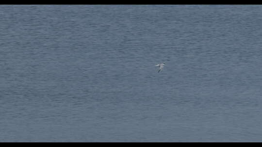 湖面上正在自由飞翔的鸟儿视频素材模板下载