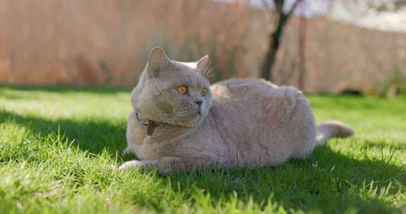 毛茸茸的苏格兰猫特写在后院花园灰色毛茸茸