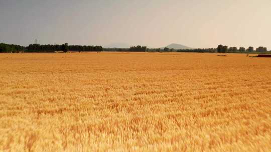 麦子 麦苗 麦收 麦田 丰收 收获 小麦 庄稼视频素材模板下载