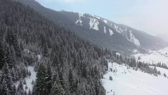 雪山松林