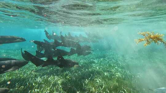 加勒比海夏季航行帆船