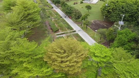 城市公园的绿茵小道视频素材模板下载