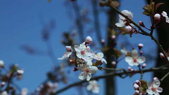 梨花盛开春天花开花花瓣梨花梨花开